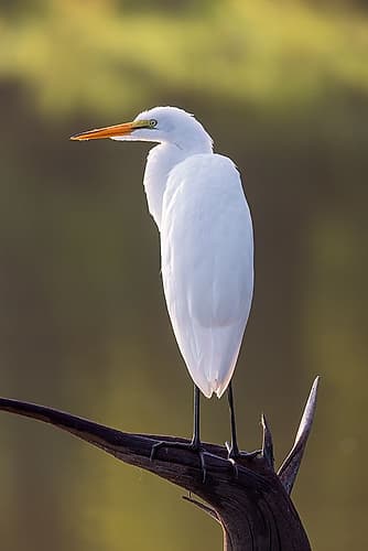 Great egret perched on old stump in wetland, Marion County, Illinois. Art Print